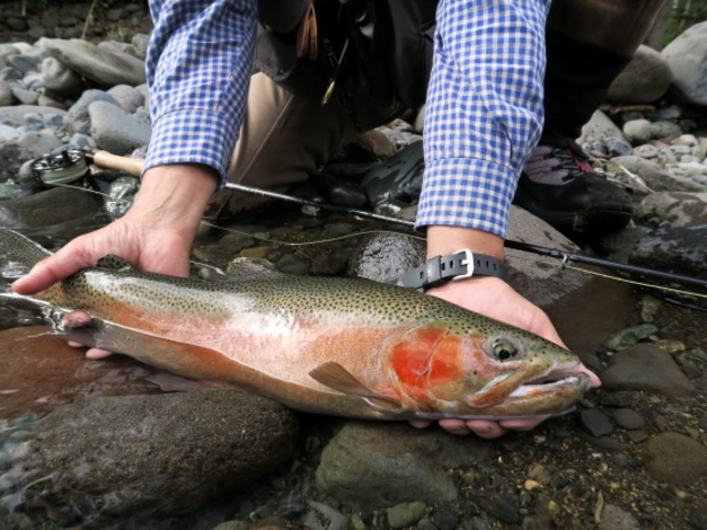 Calico Flies & Guides