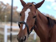 乗馬クラブ クレイン伊奈の写真3