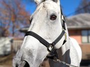 乗馬クラブ クレイン伊奈の写真2