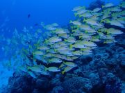R-MATES Okinawa Diving Clubの写真4