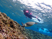 villa西表ツアー(ヴィラ西表ツアー)の写真3