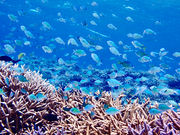 villa西表ツアー(ヴィラ西表ツアー)の写真4