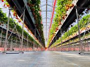 strawberry farm BUNKAENの写真3