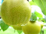 アルベロ.山木農園の写真3