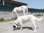 北勢ライディングファームの写真4