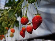 福井苺園の写真2