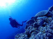 沖縄ダイビングサービスMANAの写真4