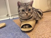 キャットランド 猫カフェルアナの写真2