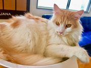 キャットランド 猫カフェルアナの写真4