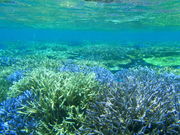 ブルーフォレスト宮古島の写真2