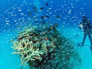 SEA STEP DIVERSの写真3