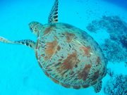 SEA STEP DIVERSの写真4