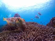 セントラルマリンクラブの写真4