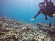 ダイビングショップ モーグルの写真2