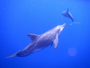 ダイビングショップ モーグルの写真3