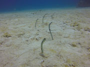 ダイビングショップ モーグルの写真4