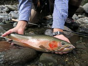 Calico Flies & Guidesの写真4