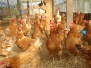 楽農舎なごみの里観光農園の写真3