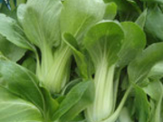 楽農舎なごみの里観光農園の写真4