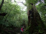 屋久島カヤックトリップ ショアーズの写真4
