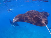 FAUSTO石垣島の写真2