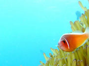 ハニーダイブの写真2