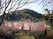 みなべの里 梅染め工房の写真2