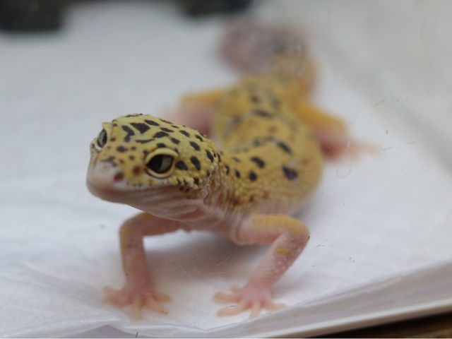 ゴジラジャイアントほか多数_Exotic cafe MOO