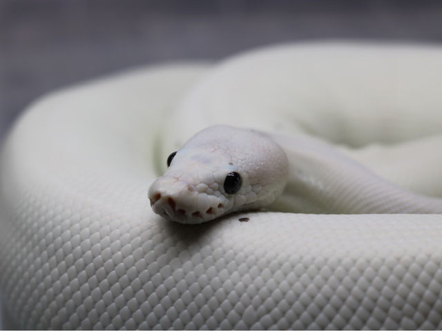 ホワイトウエディングも触れ合いできます_Exotic cafe MOO