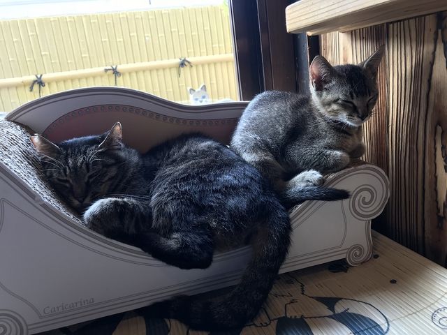 くつろぎ古民家 まめ猫
