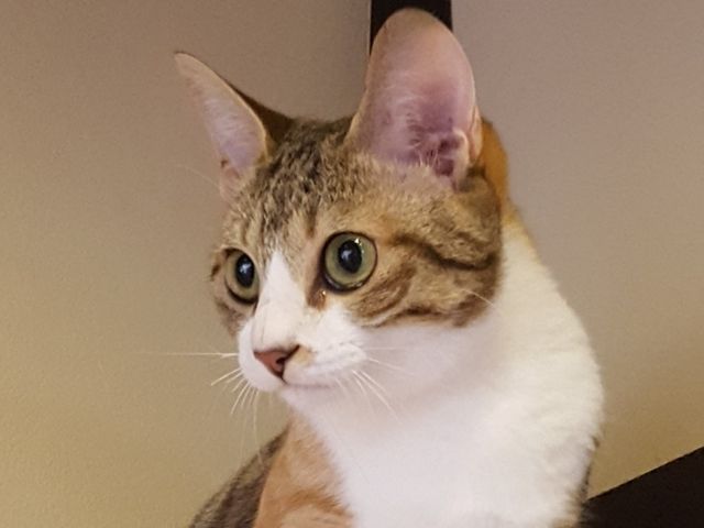 くつろぎ古民家 まめ猫