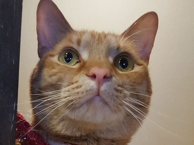 くつろぎ古民家 まめ猫