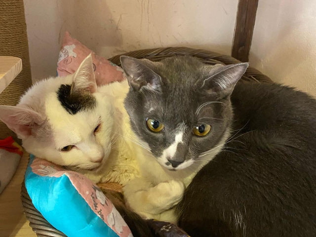 くつろぎ古民家 まめ猫