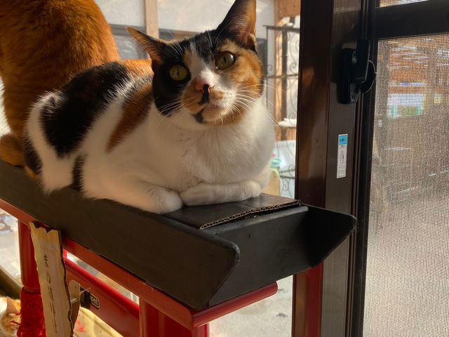 くつろぎ古民家 まめ猫