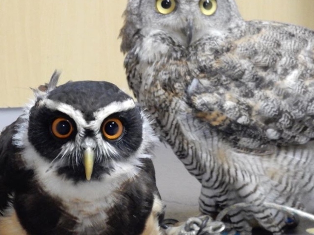 フクロウの巣カフェ