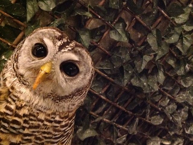 フクロウの巣カフェ