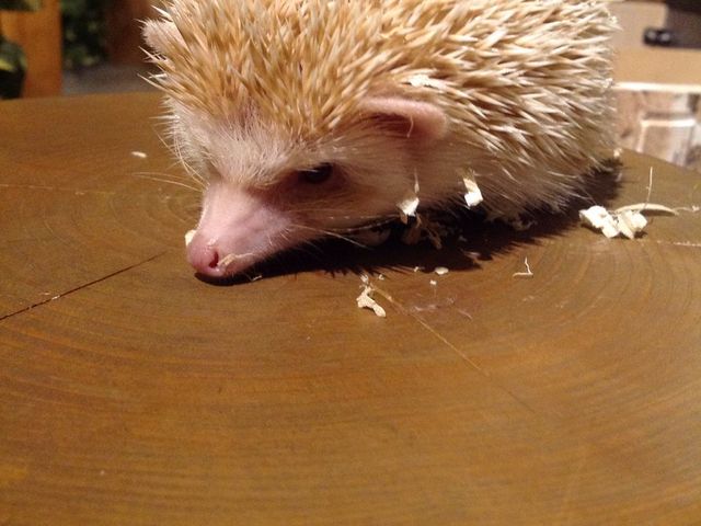 フクロウの巣カフェ