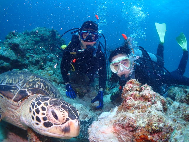 アオウミガメに会いに行こう!_DIVING SHOP RYAAAN