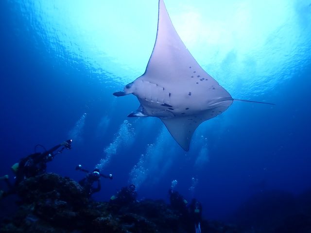 真上を通るマンタさん!_DIVING SHOP RYAAAN