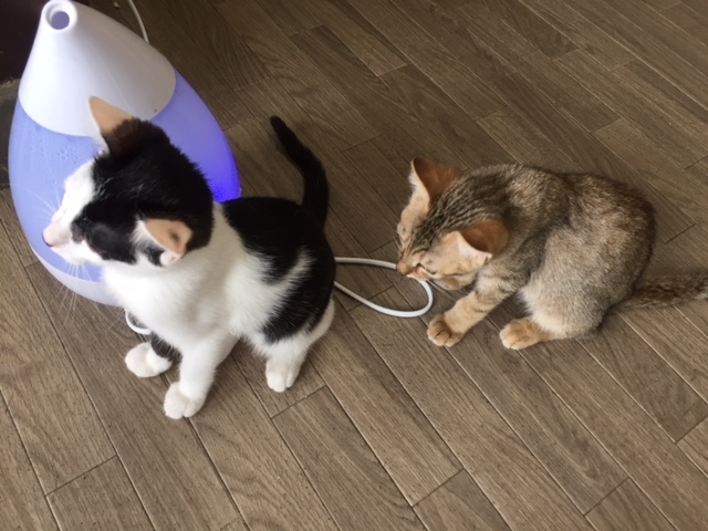 里親募集型猫カフェ 猫のへや