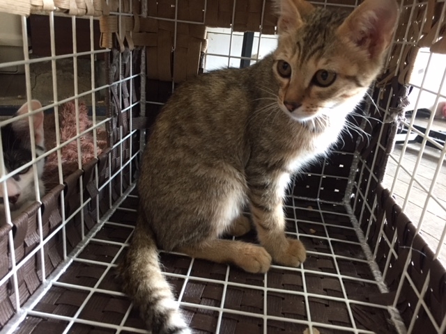 里親募集型猫カフェ 猫のへや