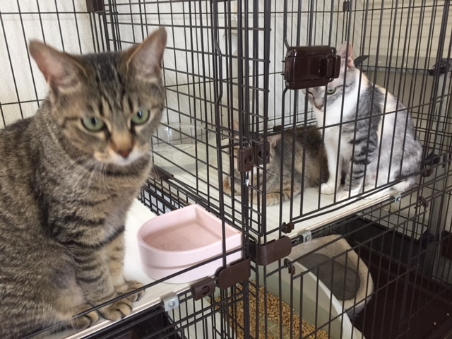 里親募集型猫カフェ 猫のへや