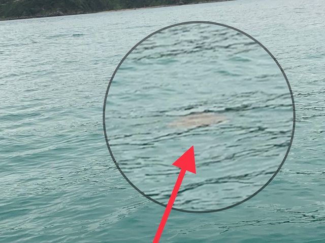 ボード上から見た海ガメ_古民家ハウスゆめいろ