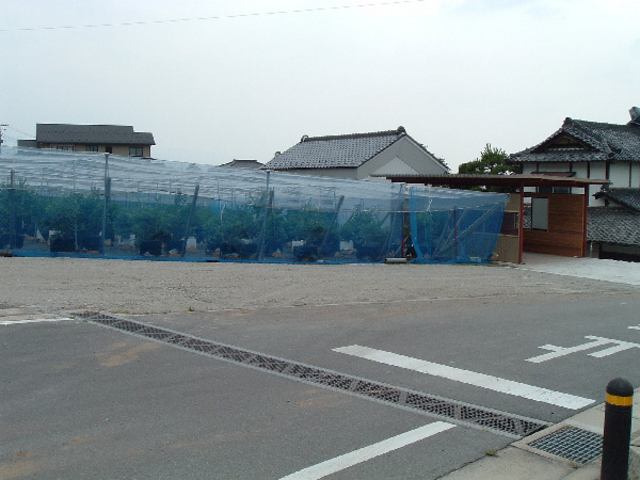 ブルーベリー狩り齊藤農園