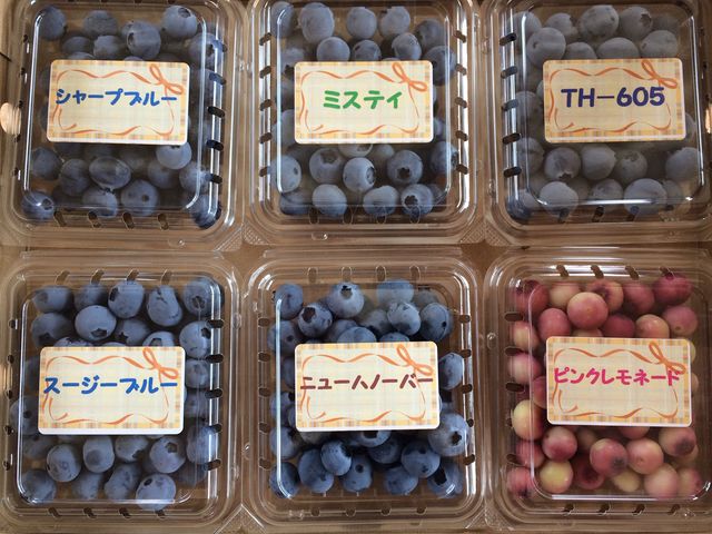ブルーベリー狩り齊藤農園