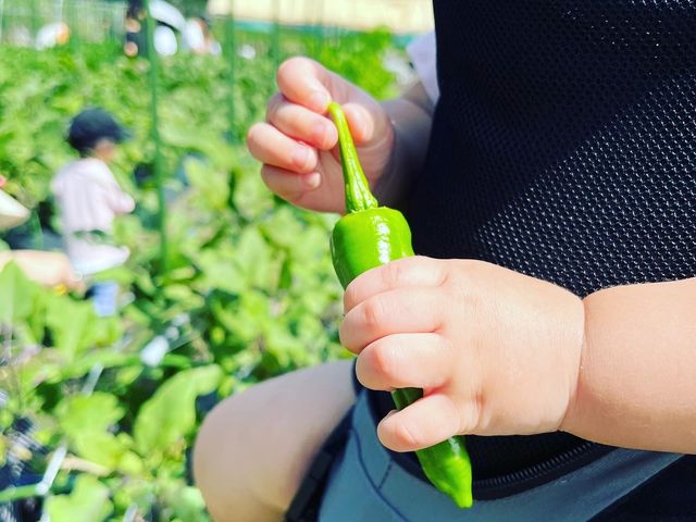 大人気の新鮮野菜の収穫体験!_おざき農園