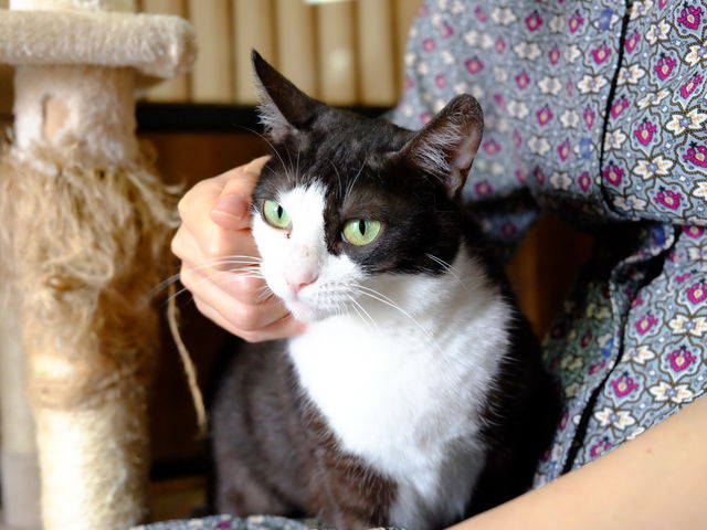 里親募集型保護猫×古民家カフェCafe Gatto