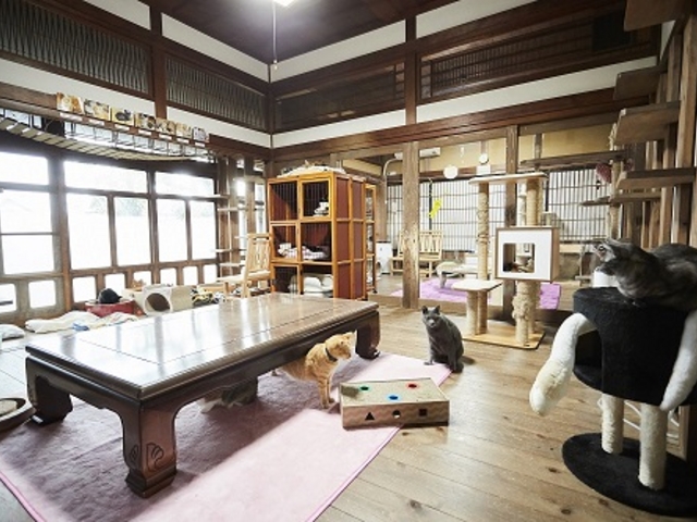 里親募集型保護猫×古民家カフェCafe Gatto