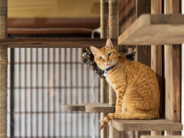 里親募集型保護猫×古民家カフェCafe Gatto