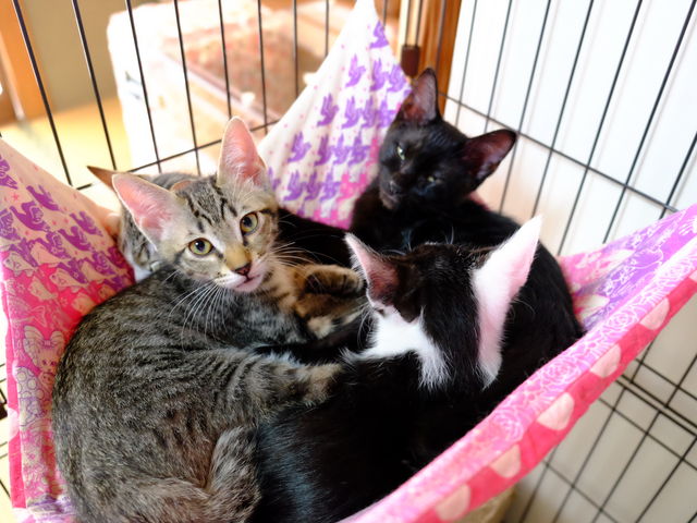 里親募集型保護猫×古民家カフェCafe Gatto